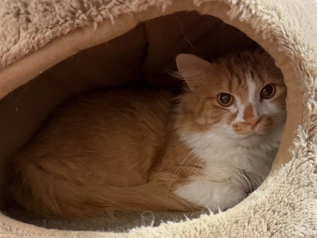 Elias