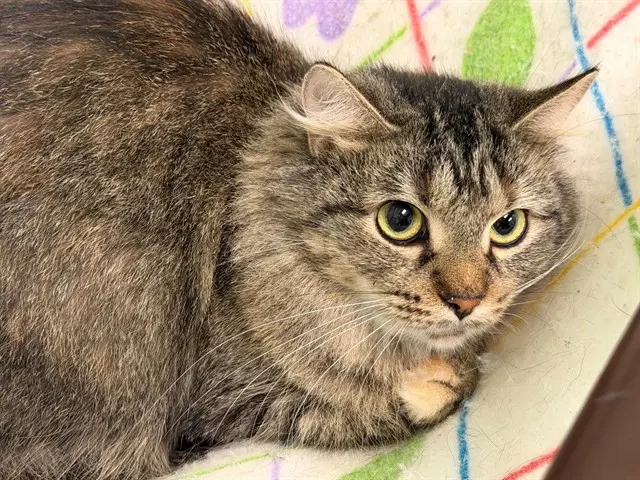 Unknown - Domestic Medium Hair