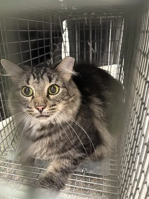 Unknown - Domestic Long Hair
