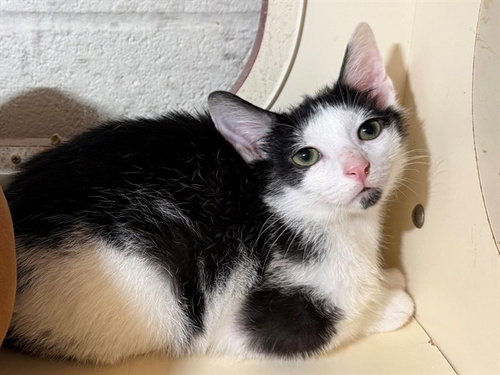picture of the cat needing adoption