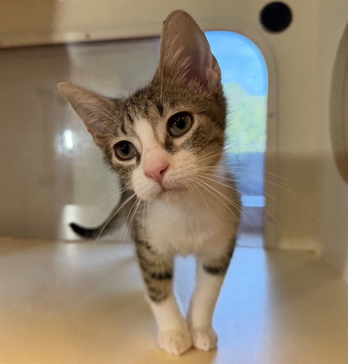 picture of the cat needing adoption