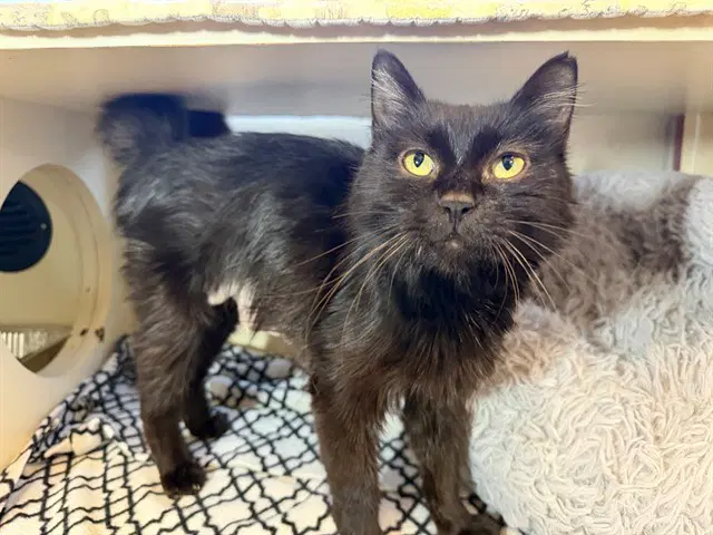 Gazpacho - Domestic Short Hair