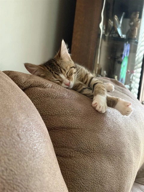 Molly