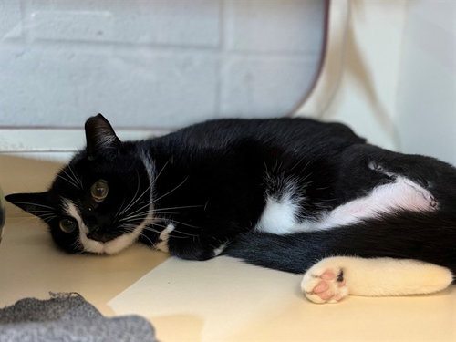 picture of the cat needing adoption