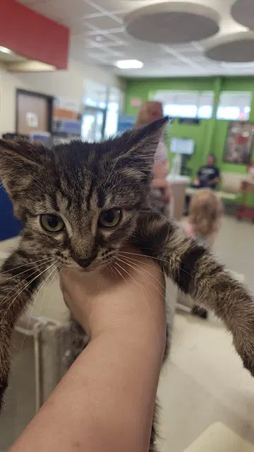 Cherry Pop - Domestic Short Hair