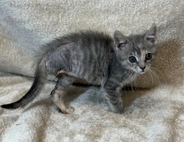Dot Tattler - Domestic Short Hair