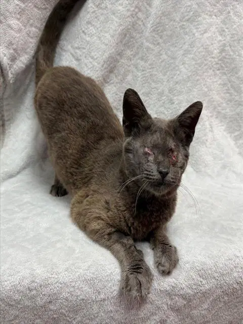 Falafel - Domestic Short Hair