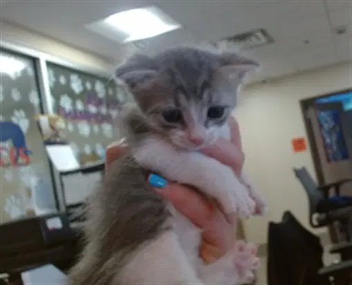 Endora - Domestic Short Hair