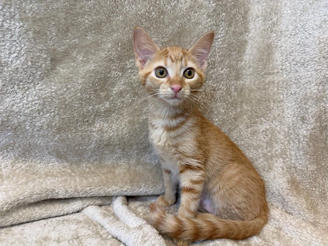 Cheddar