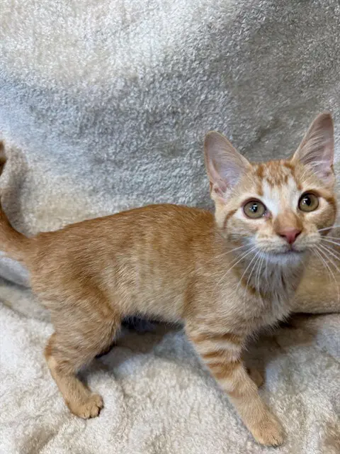 Gouda - Domestic Short Hair