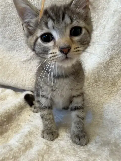 Inky - Domestic Short Hair
