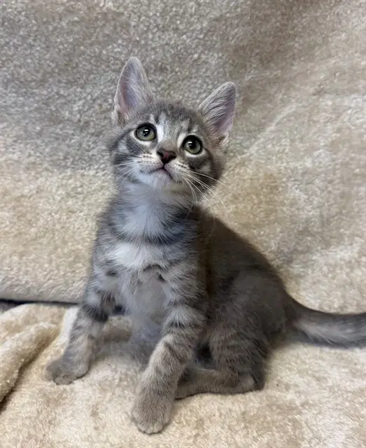 Blinky - Domestic Short Hair