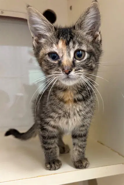 Cylde - Domestic Short Hair