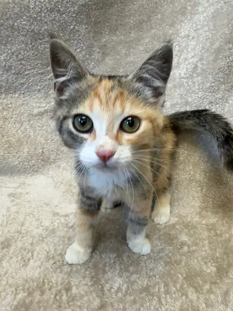 Ms Pacman - Domestic Short Hair