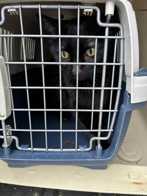 True - Domestic Short Hair