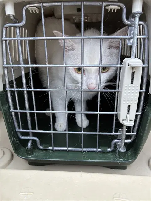 Snow - Domestic Short Hair