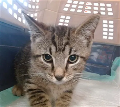 Tim Tom - Domestic Short Hair