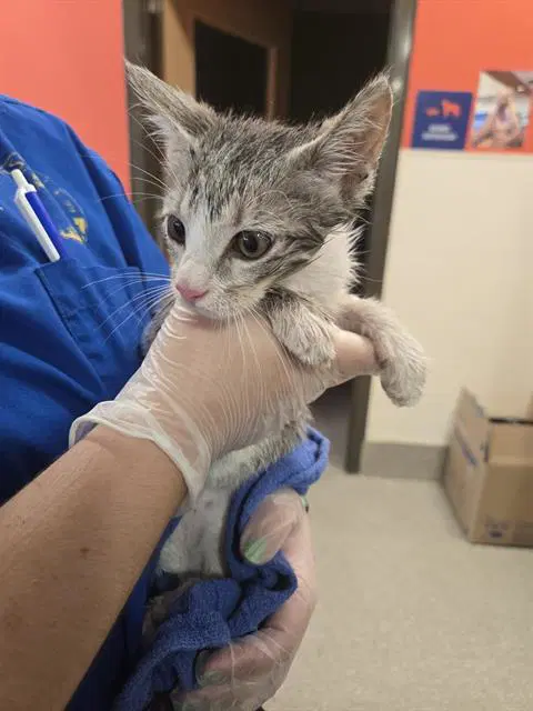 Heath - Domestic Short Hair