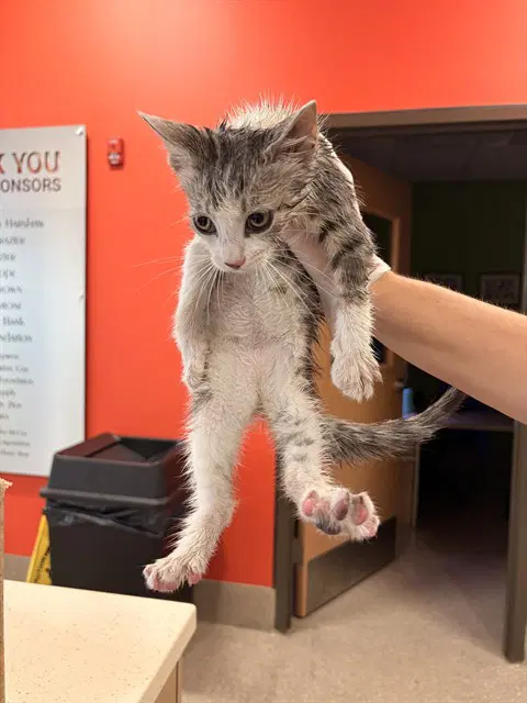Charleston - Domestic Short Hair