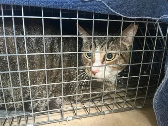 Marvelous Marvin - Domestic Short Hair