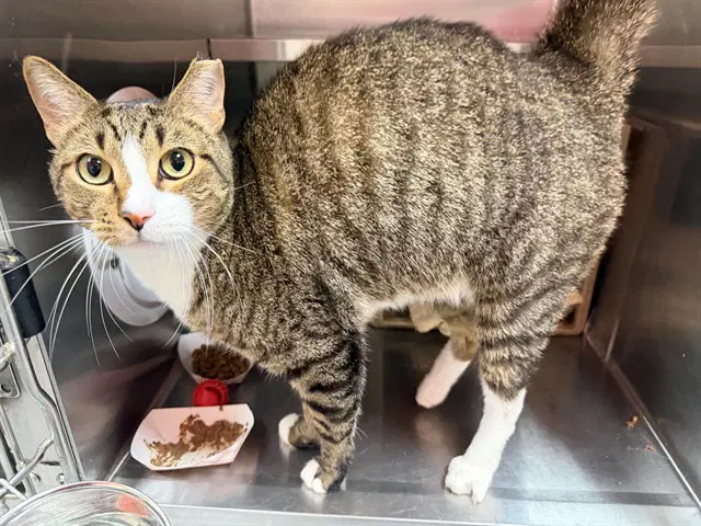 Marvelous Marvin - Domestic Short Hair