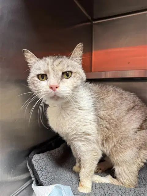 Tom Tom - Domestic Short Hair