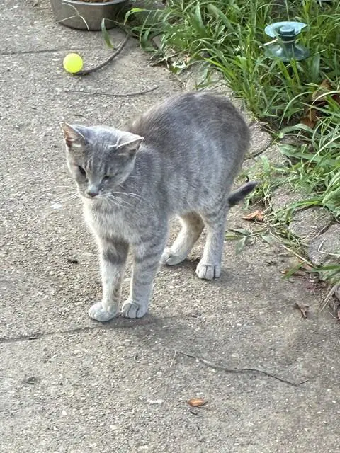 Ellen - Domestic Short Hair