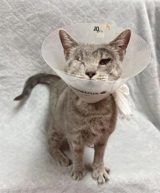 Ellen - Domestic Short Hair