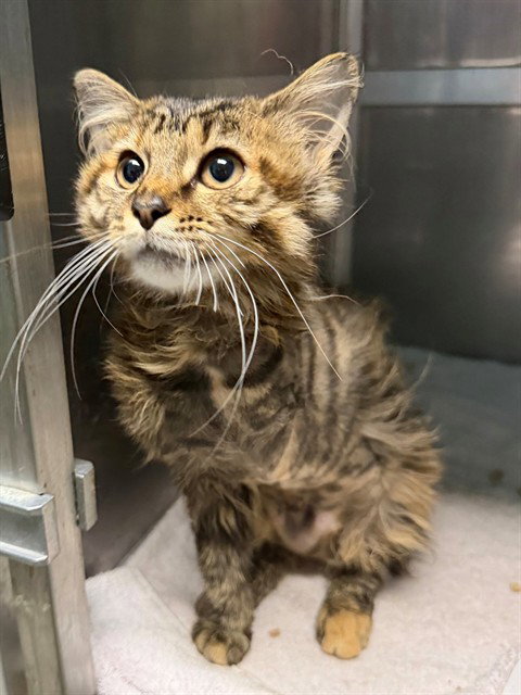 picture of the cat needing adoption