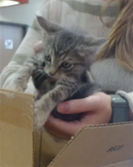 Lol - Domestic Short Hair