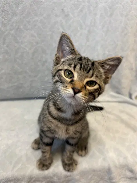 Hamburger Supplies - Domestic Short Hair