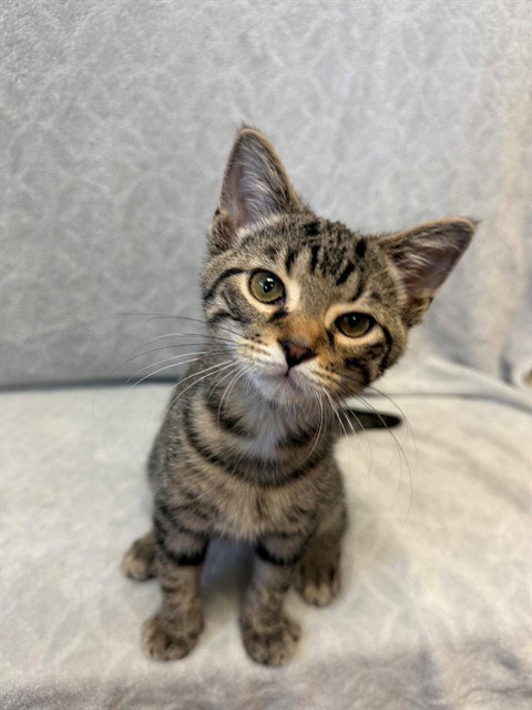 picture of the cat needing adoption