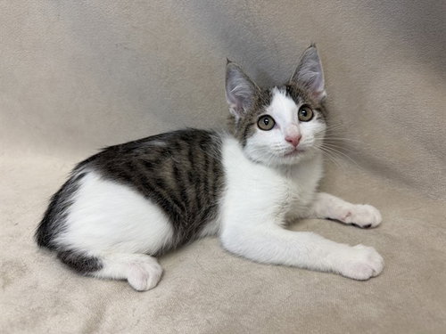 picture of the cat needing adoption
