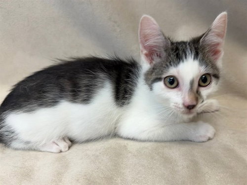 picture of the cat needing adoption
