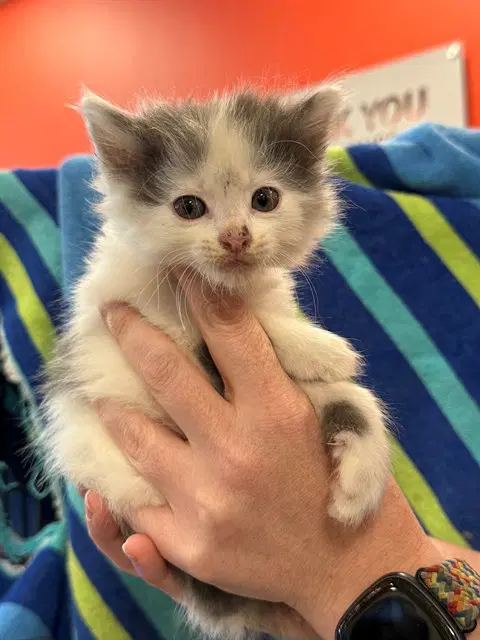 Bumkey - Domestic Medium Hair
