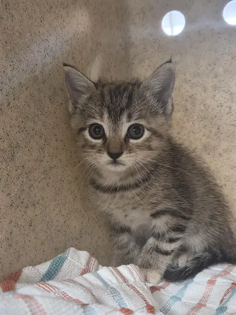 Punky - Domestic Short Hair