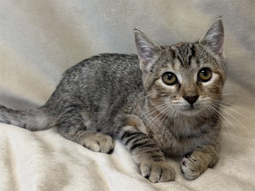 picture of the cat needing adoption