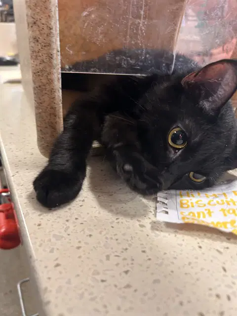 Marion Crane - Domestic Short Hair