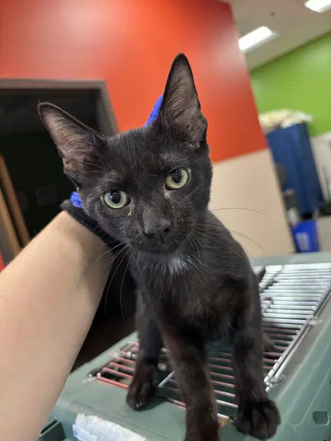 Grim Reaper - Domestic Short Hair