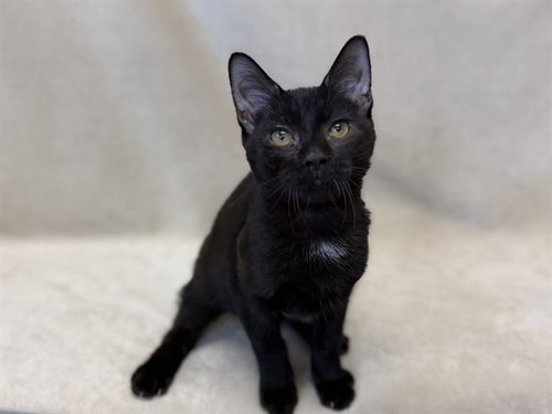 picture of the cat needing adoption