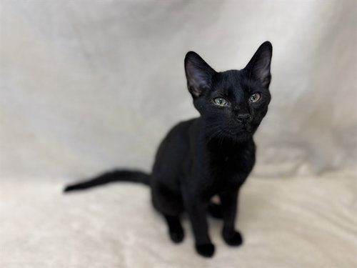 picture of the cat needing adoption
