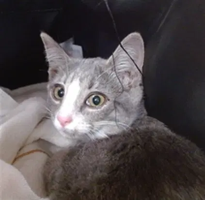 Opalite - Domestic Short Hair