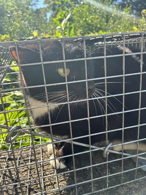Unknown - Domestic Short Hair
