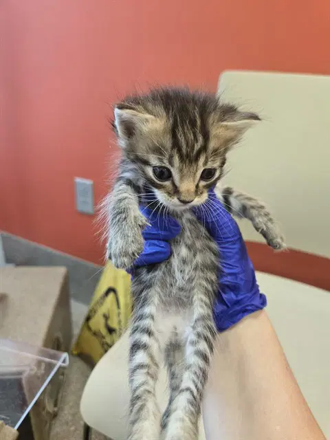 Mozzarella - Domestic Short Hair