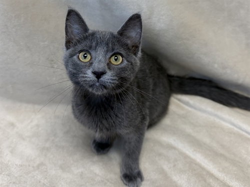 picture of the cat needing adoption