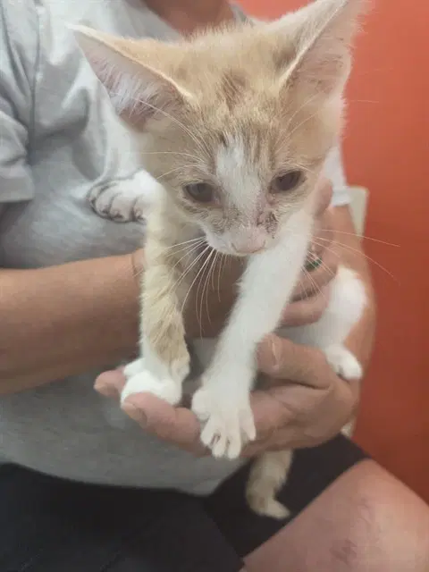 Speckle - Domestic Short Hair