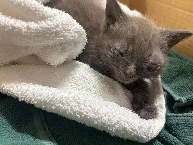 Firefly - Domestic Short Hair