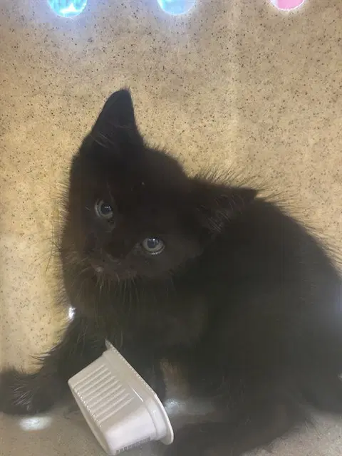 Unknown - Domestic Medium Hair