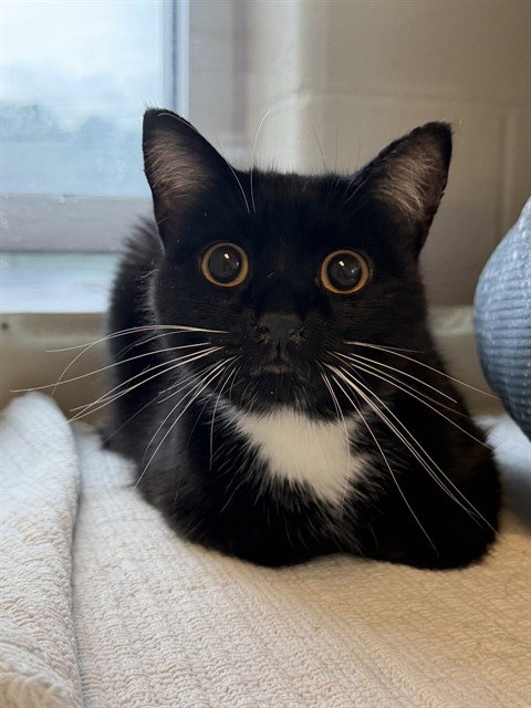 picture of the cat needing adoption