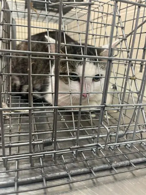 Unknown - Domestic Short Hair